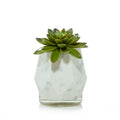 Faceted Succulent ScentPlug® Diffuser with Light (S7WTZ)